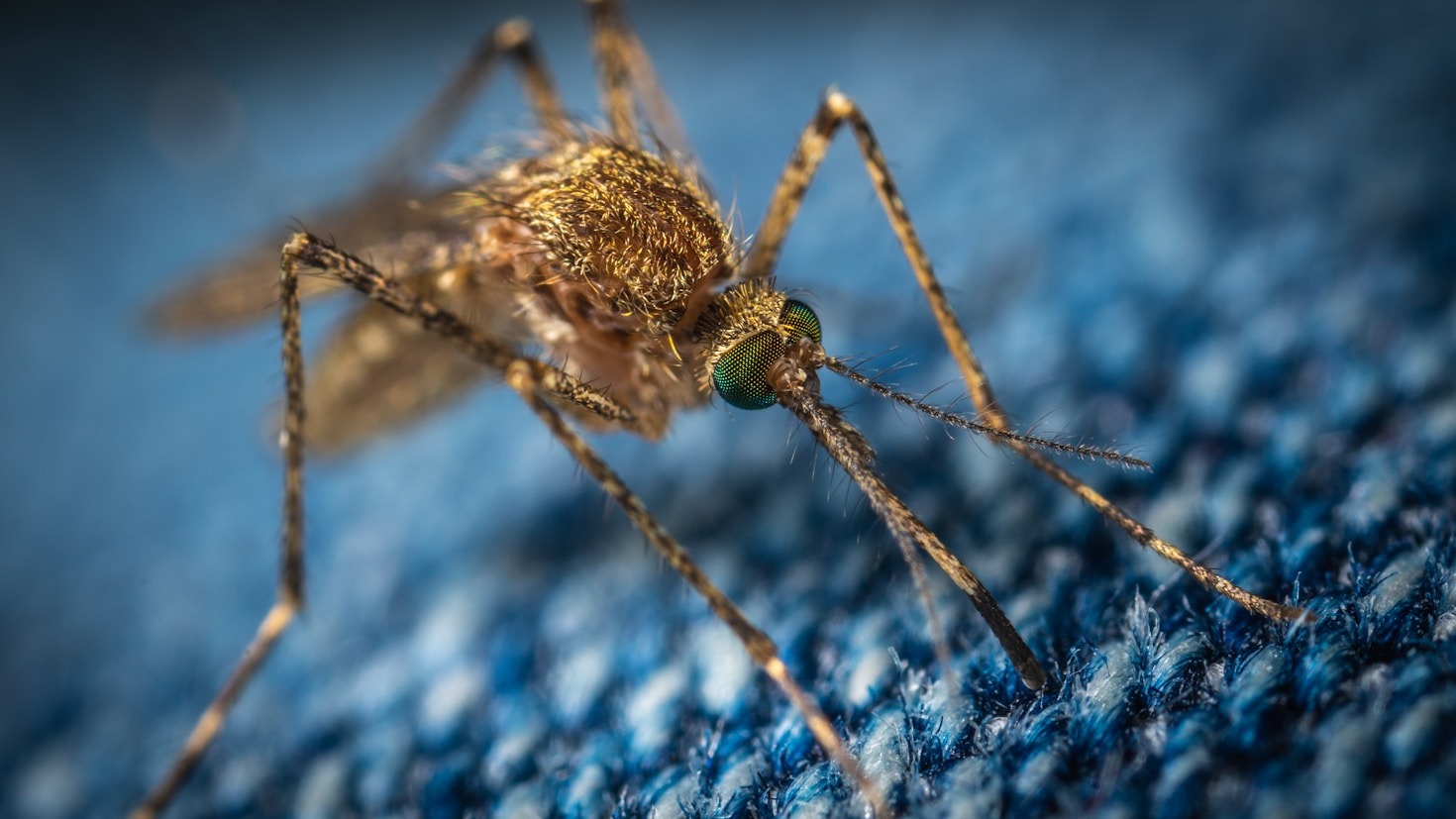 Como identificar os principais focos de mosquitos